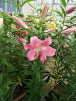 [5566 PO69 Labrador No01.JPG]